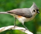 The tufted titmouse, is a small bird native to North America