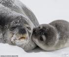 Seal and her pup