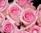 Group of beautiful pink roses