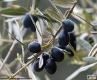 Black olive branch
