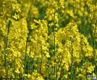 Rapeseed is a plant with yellow flowers, which is grown around the world for producing fodder, vegetable oil for human consumption, and biodiesel