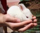 White Bunny, hands