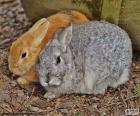 Nice couple of rabbits, one grey and the other light brown