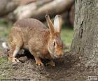 Rabbit in search of some root for eat next to the trunk of a tree