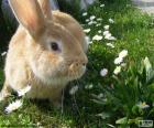 Rabbit in the garden on a beautiful spring day