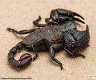 The Emperor Scorpion, is native to rainforests and savannas in Africa. It is one of the largest scorpions in the world, its body is black