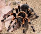 Tarantula