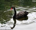 Black Swan, swimming in a quiet pond, this species is native to Australia