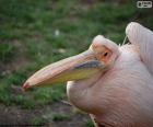 Adult Pink pelican out of the water, is an African species