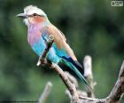 The lilac-breasted roller is a bird that can be found in much of Africa