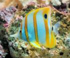 Butterflyfish