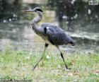 Grey heron long legs