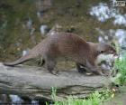 Otter over a trunk