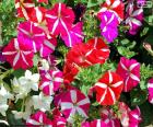 Flowers of various colors petunia