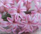 Beautiful flowers pink of the hyacinth, a flower ornamental