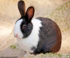 Curious Bunny two colors Brown and white