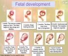 Fetal development (English)