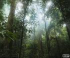 Landscape of interior of the jungle, with trees very high, plants and lianas