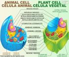 Difference between animal cell and plant cell. The two are eukaryotic, there are differences between both (see image). The plant cell is rectangular and the animal is irregular