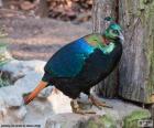 Himalayan monal male (Lophophorus impejanus), inhabits in the forests of the Himalaya, is the ave national of Nepal