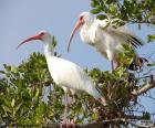 American white ibis