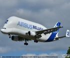 The Airbus A300-600ST or Beluga is a cargo plane, specializing in oversized loads