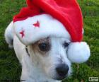 Sympathetic dog with the hat of Papa Noel, Merry Christmas