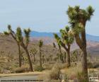 Joshua tree