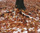 Leaves and snow