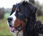 The head of a beautiful specimen of adult Bernese Mountain Dog