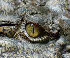 Crocodile eye