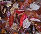 Small autumn leaves on the ground wet by rain or dew