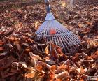 Rake collecting the leaves falls during the autumn