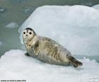 A Harbor seal or common seal resting on the ice. It inhabits coastal lines of the temperate and cold seas of the northern hemisphere