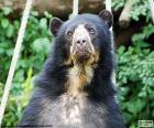 The spectacled bear is medium in size and live in the mountain range of the Andes, South America