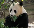 Giant Panda