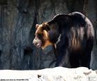 The Asian black bear, moon bear, Asiatic black bear, is medium in size and lives in mountainous areas of Asia