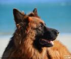 The head of a German Shepherd, a dog very elegant