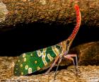 Colourful cicada
