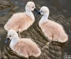 Three small swans on the water