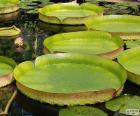 Large leaf of water lily, plants aquatic that grow in lakes, lagoons, ponds, swamps