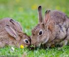 Two rabbits eating