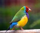 The Gouldian finch is a small bird of colors live, lives in the North of Australia