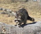 The raccoon is an animal of forest of the Americas