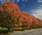 Trees in autumn