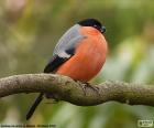 The bullfinch is a species from Europe and Asia. The male plumage reddish in the chest