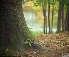 Trunk of a tree in the forest