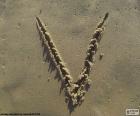 Letter "V" in capital letter written in the sand of the beach