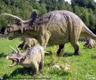 Triceratops were herbivorous, with a large head with three horns, one on the snout and two large horns above the eyes