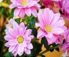 A beautiful pink daisies